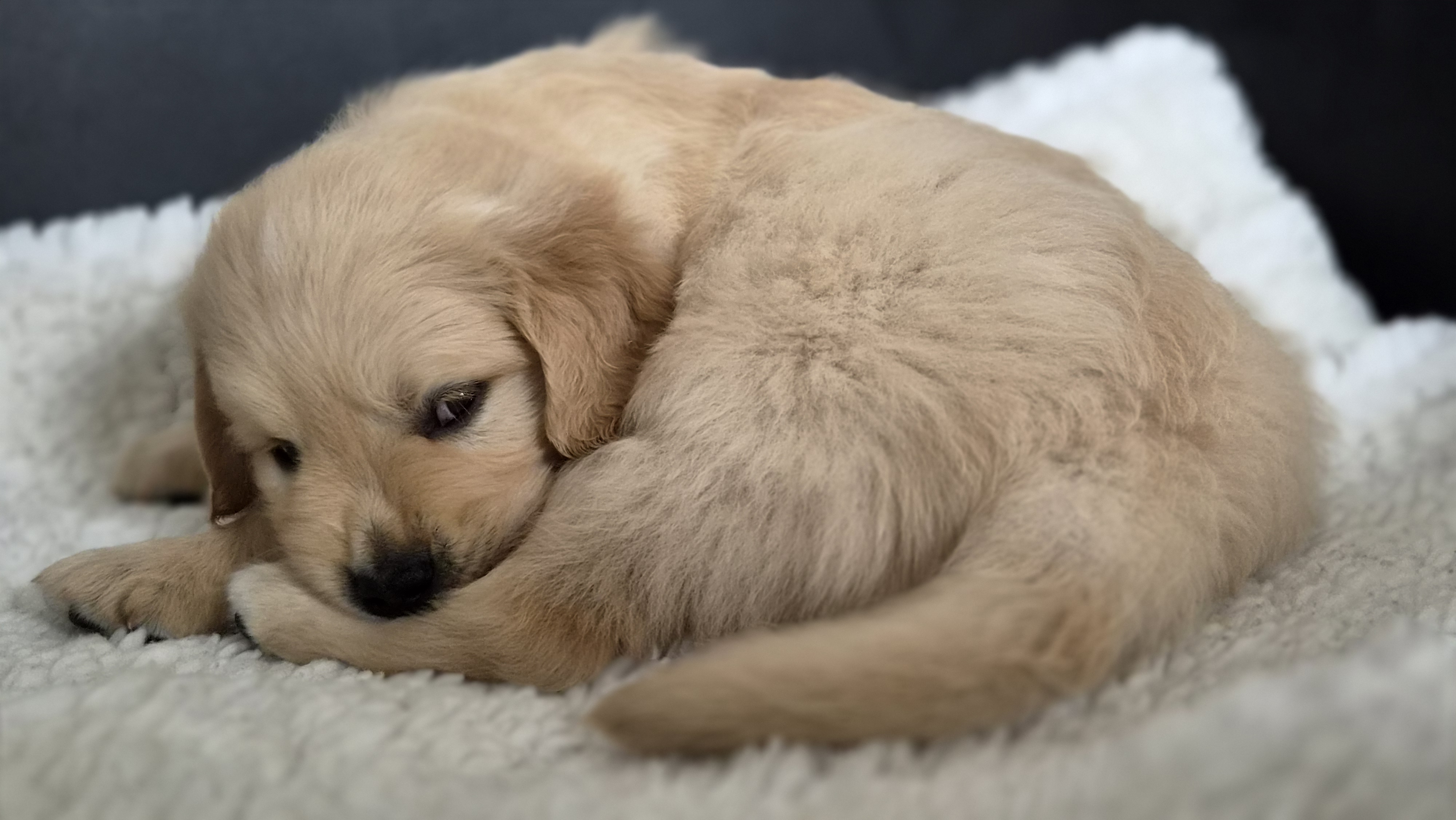 Golden Valley of Peace - Golden Retriever